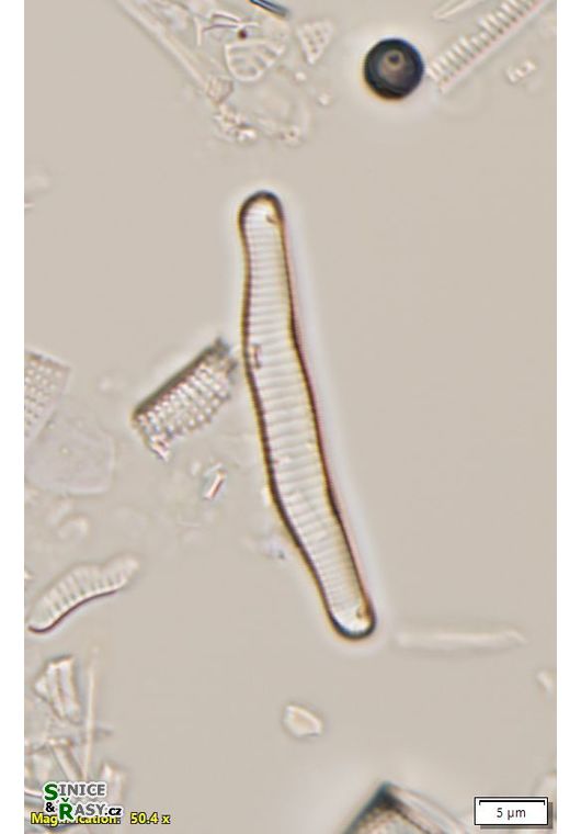 Eunotia implicata