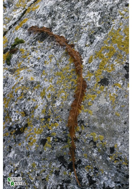Alaria esculenta