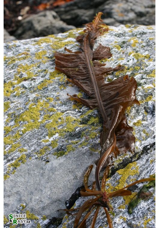 Alaria esculenta