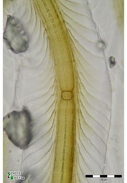 Petalonema alatum