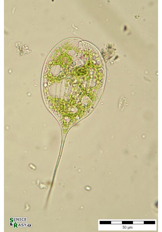 Phacus longicauda