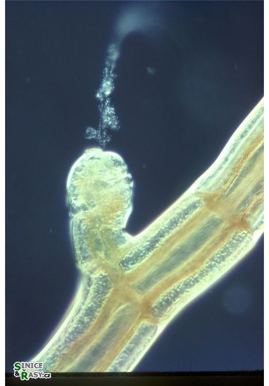 Polysiphonia