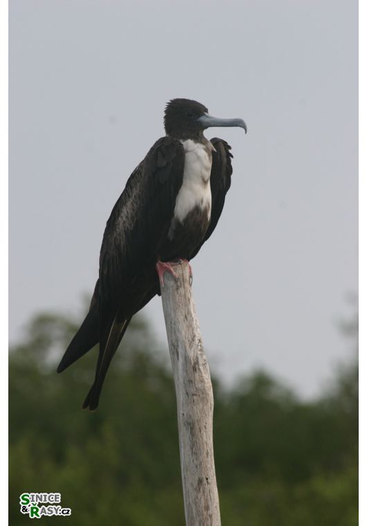 Fregata magnificens 