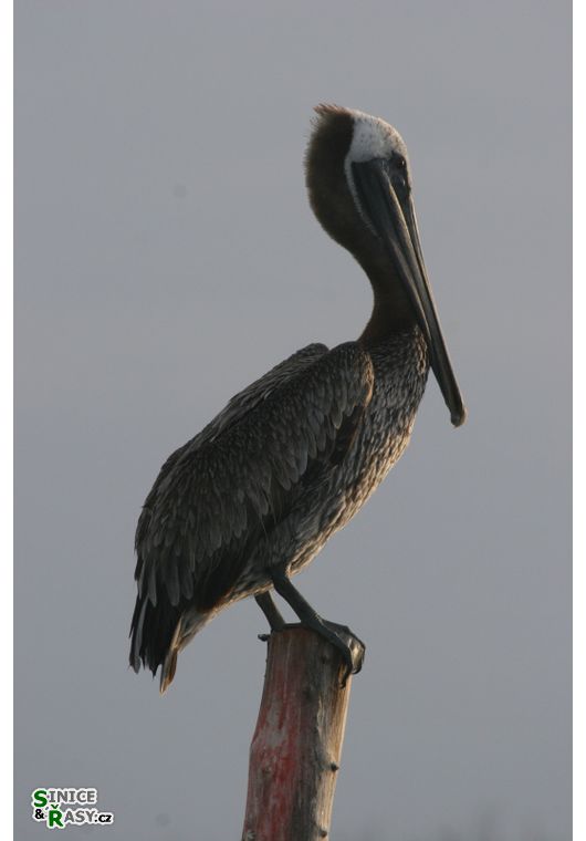Pelecanus occidentalis 