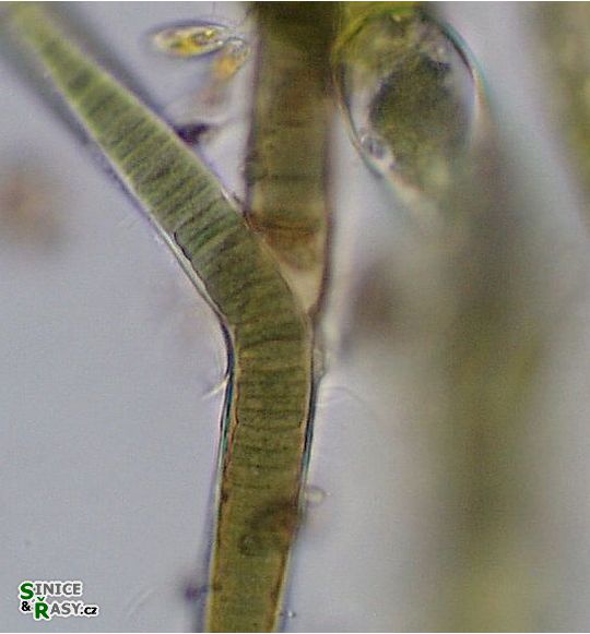 Scytonema