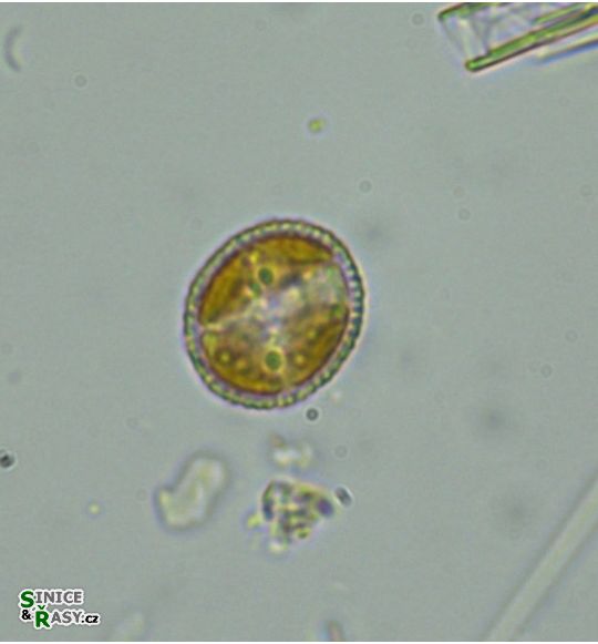 Hymenomonas roseola