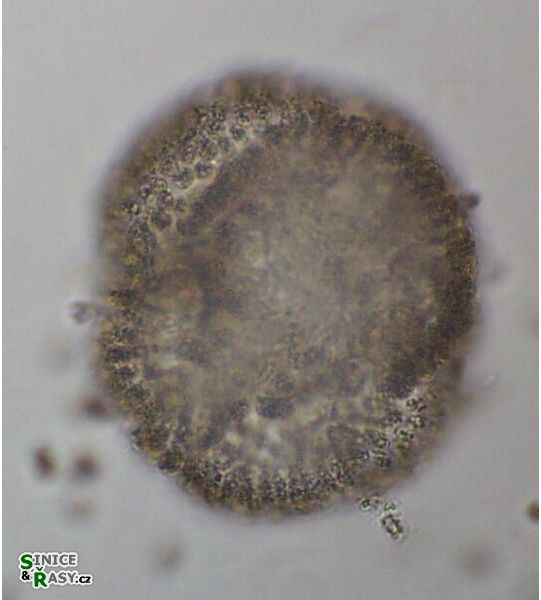 Woronichinia naegeliana