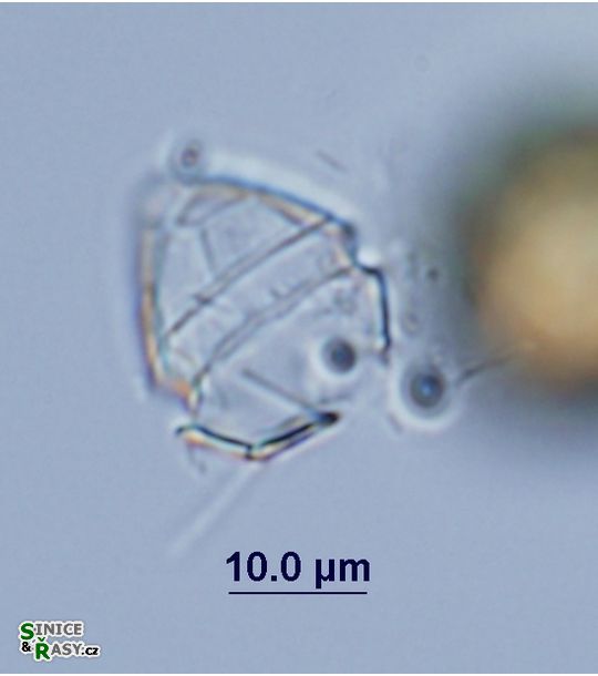 Peridinium umobonatum