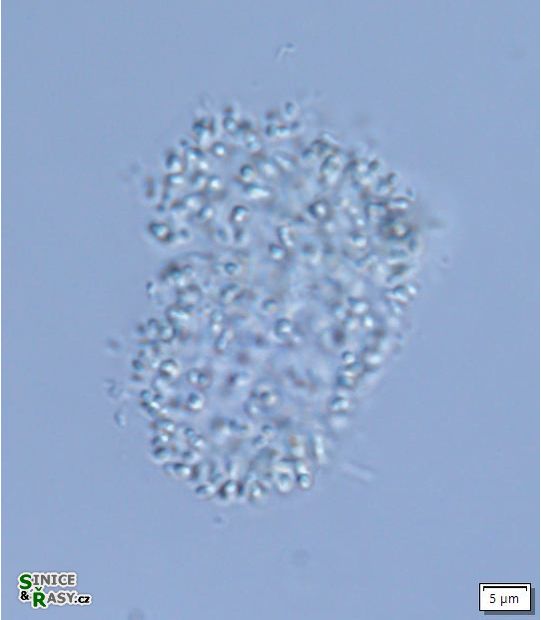 Anathece minutissima