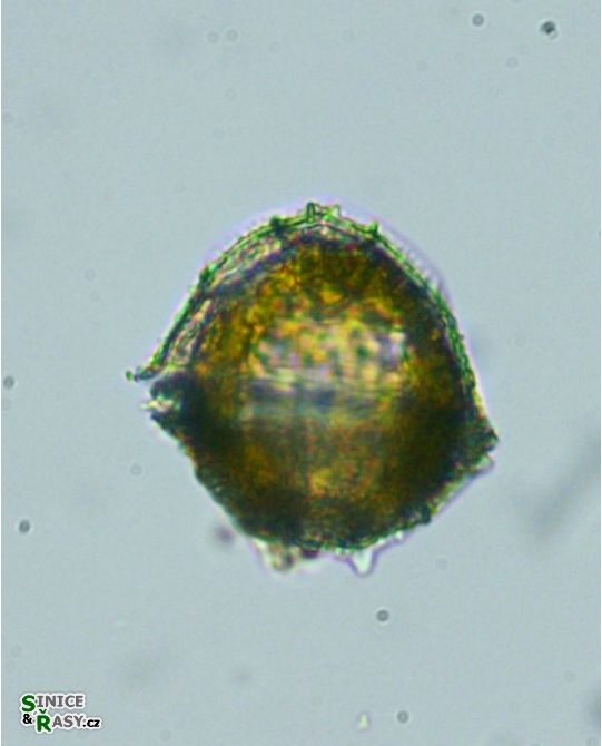 Peridinium bipes