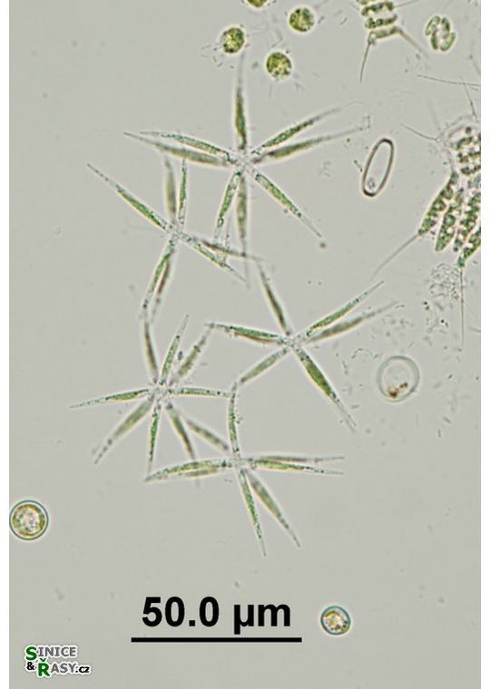 Actinastrum hantzschii var. subtile