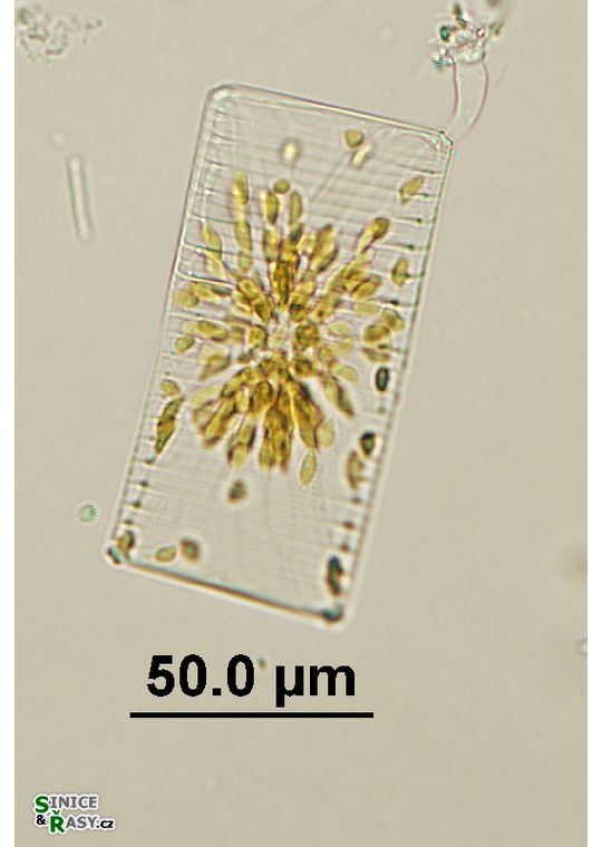 cf. Striatella