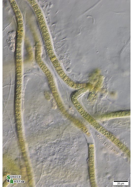 cf. Scytonematopsis