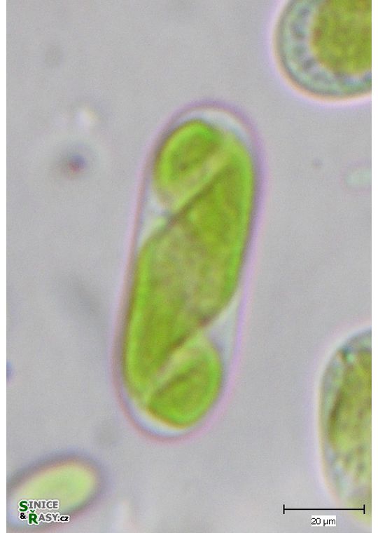 Spirotaenia endospira