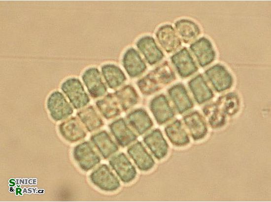 Merismopedia angularis