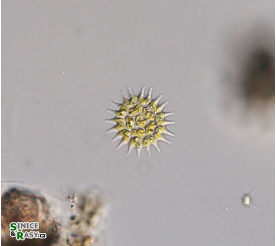Pseudopediastrum boryanum