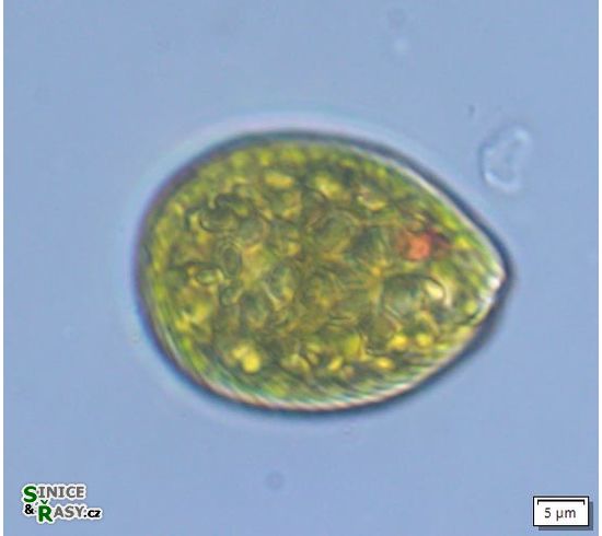 Euglena texta