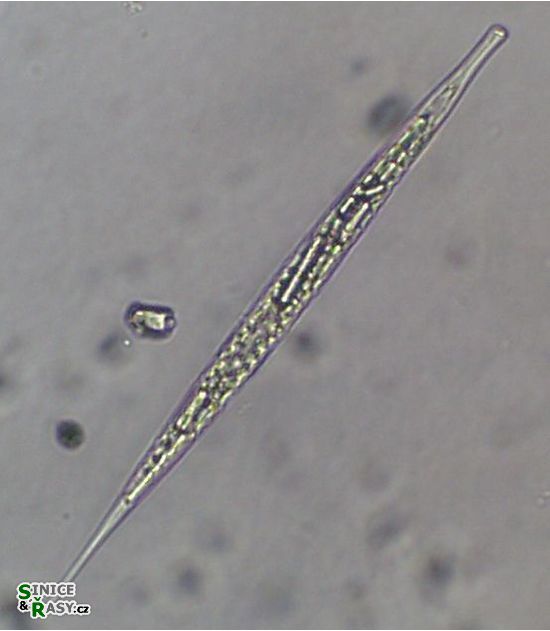 Lepocinclis acus