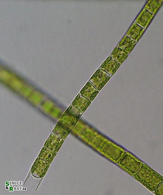 Microspora