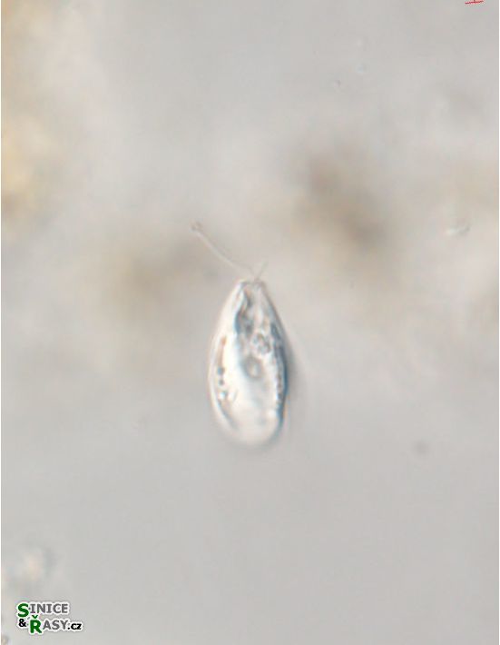 Sphenomonas quadrangularis