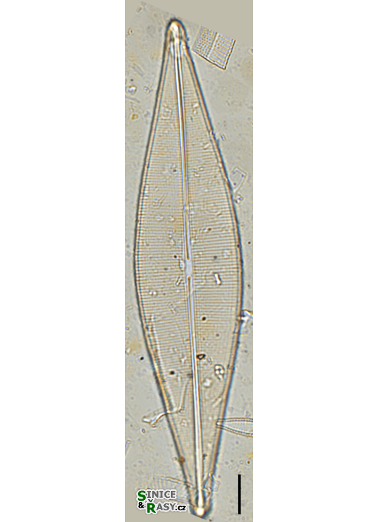 Craticula cuspidata
