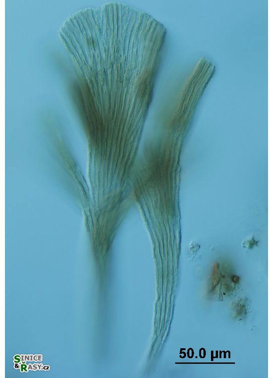 Rhipidodendron splendidum 