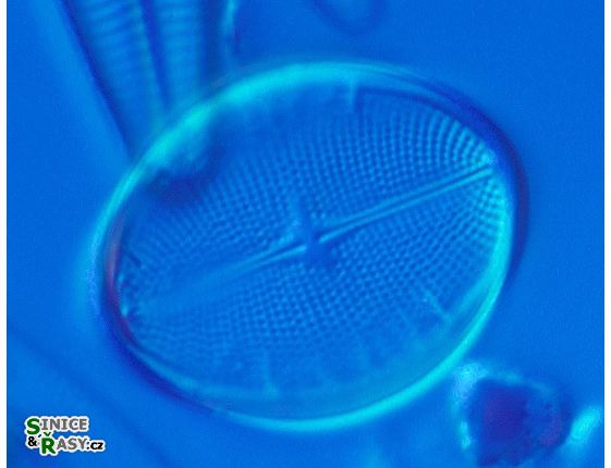 Cocconeis pediculus