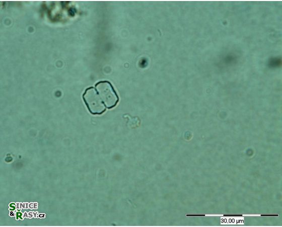 Cosmarium regnelii