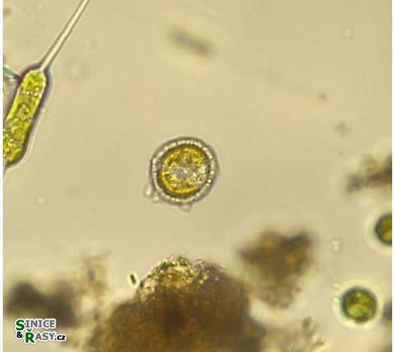 Hymenomonas roseola
