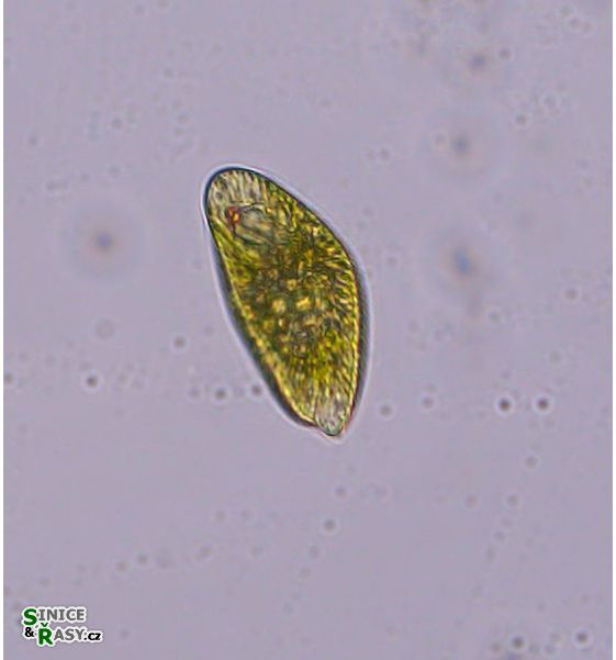 Euglena splendens