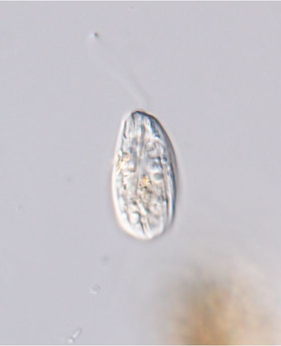 Entosiphon sulcatus
