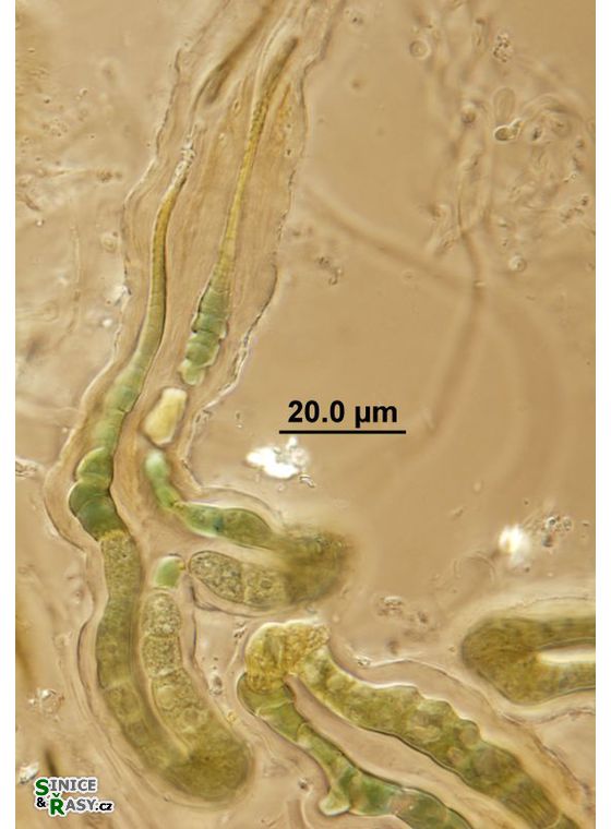 Kyrtuthrix dalmatica