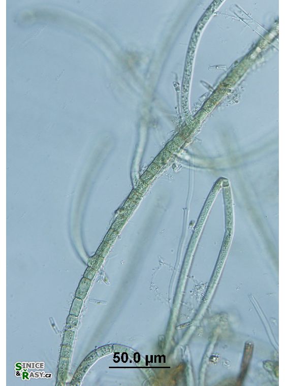 Hapalosiphon sp.