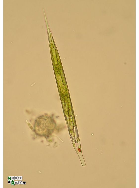 Lepocinclis acus