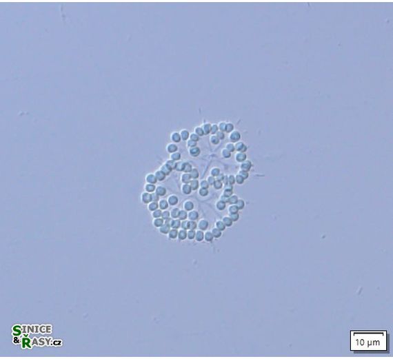 Snowella litoralis