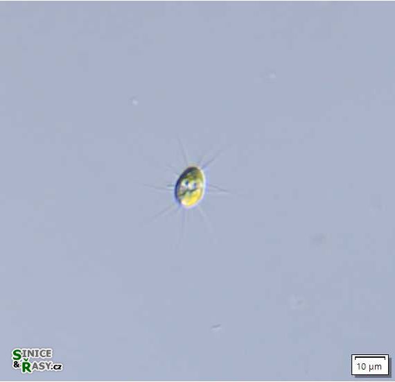 Franceia cf. javanica