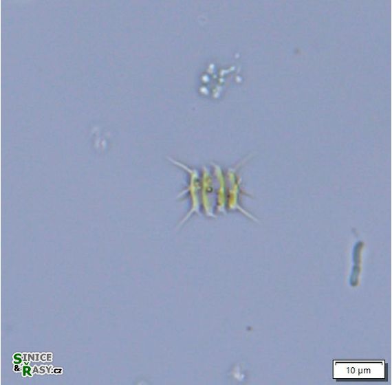Desmodesmus flavescens