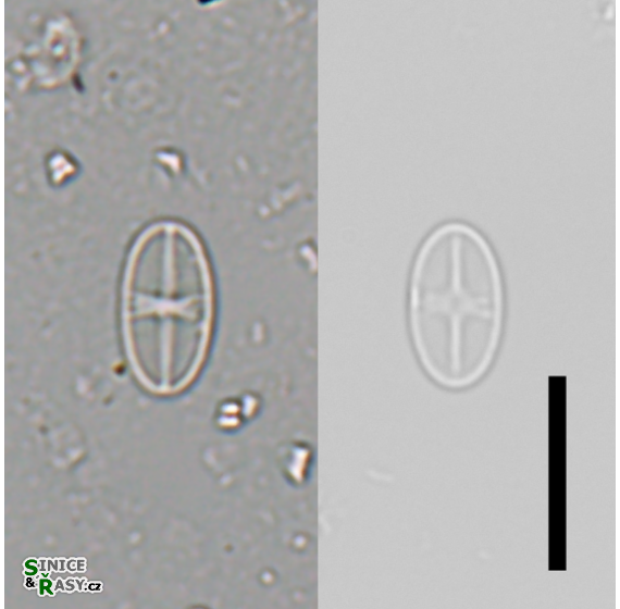 Psammothidium subatomoides 