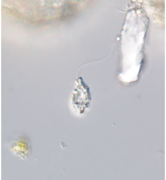 Petalomonas prototheca