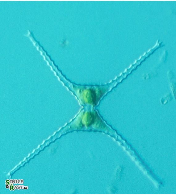 Staurastrum chaetoceras