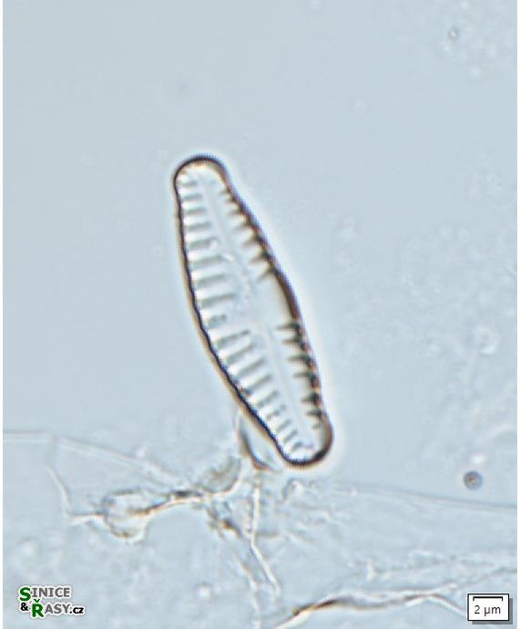 Reimeria sinuata