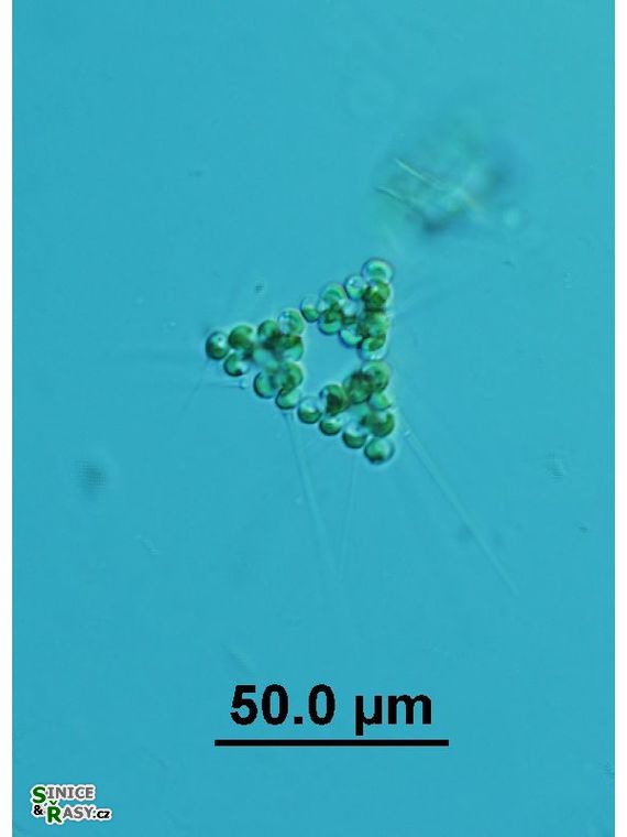 Micractinium bornhemiense