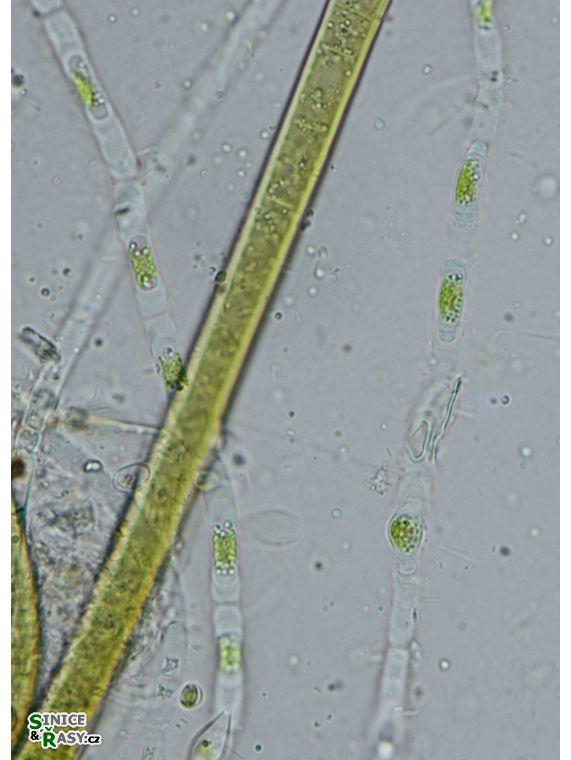 Binuclearia tectorum
