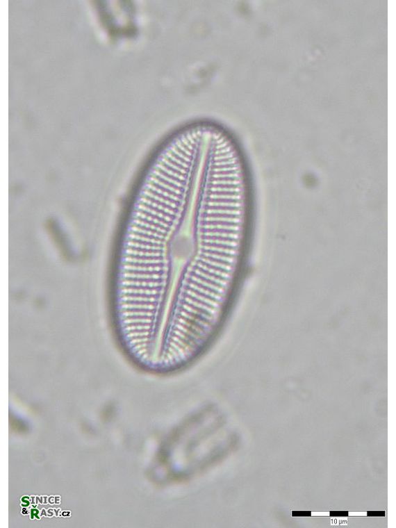 Diploneis