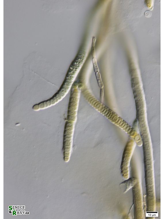 cf. Scytonematopsis
