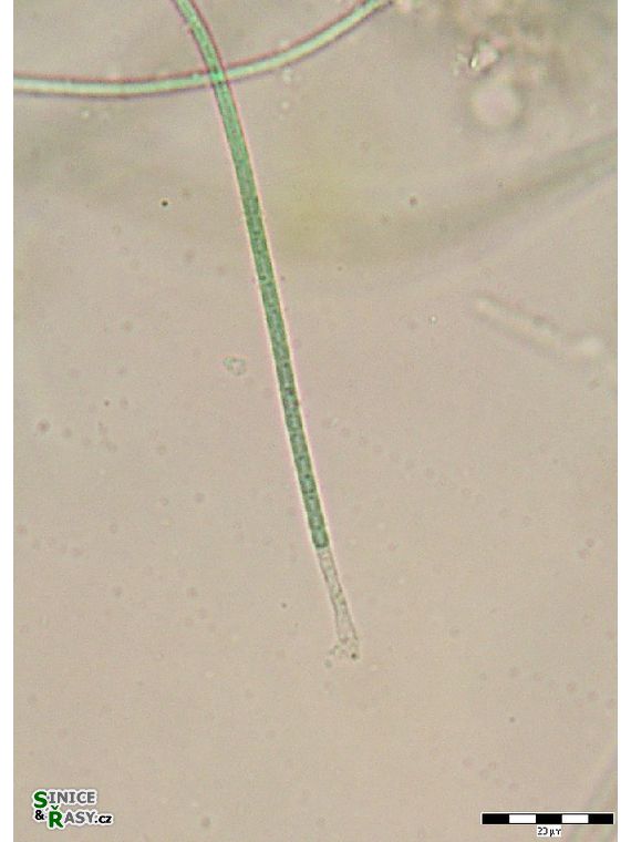 Leptolyngbya sp.