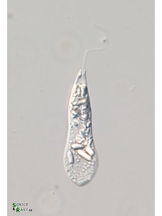 Astasia lagenula