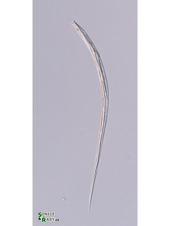 Lepocinclis cyclidiopsis