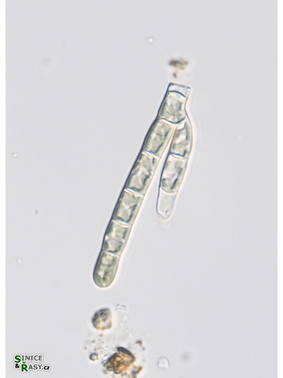 Audouinella pygmaea