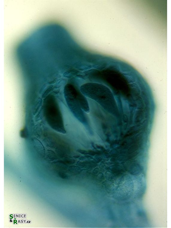 Polysiphonia